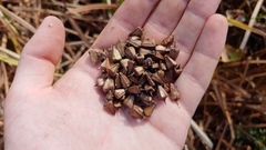 Sparganium eurycarpum