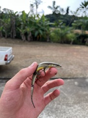 Trachylepis