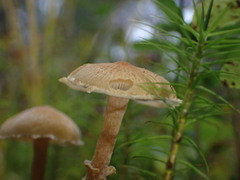 Cystoderma amianthinum