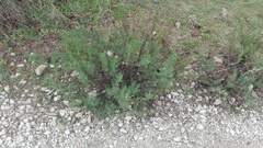 Santolina rosmarinifolia