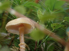 Cystoderma amianthinum