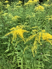 Solidago