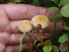 Cystoderma amianthinum