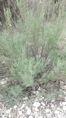 Santolina rosmarinifolia