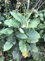 Asclepiadoideae