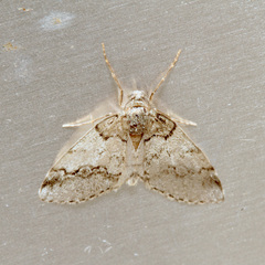 Tephronia lhommaria