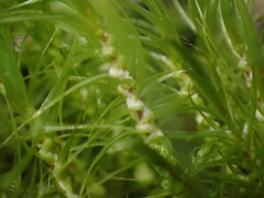 Dicranum polysetum