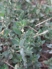 Polygonum aviculare