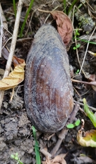 Unio pictorum