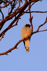 Coracina novaehollandiae