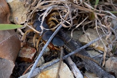 Ethmostigmus rubripes