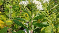 Neolasioptera perfoliata