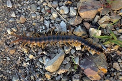 Ethmostigmus rubripes