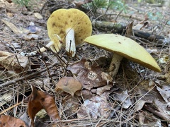 Suillus placidus