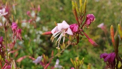 Oenothera filiformis