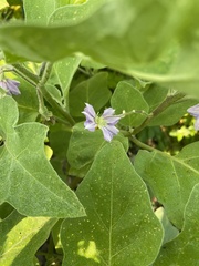 Solanum melongena