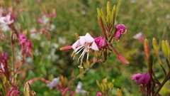 Oenothera filiformis