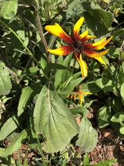 Rudbeckia