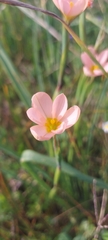 Moraea miniata