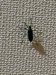Paradasynus spinosus