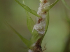 Dicranum polysetum