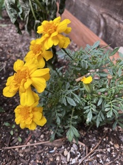 Tagetes