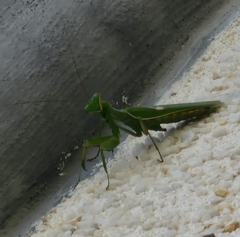Sphodromantis viridis