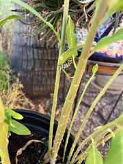Danaus