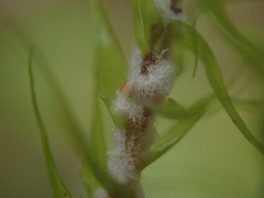 Dicranum polysetum