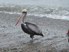 Pelecanus thagus