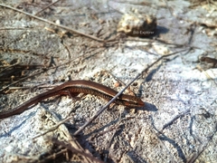 Subdoluseps bowringii