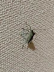 Paradasynus spinosus