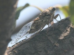 Cicada orni