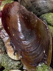 Mytilidae