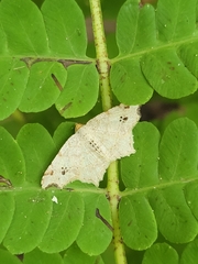 Macaria aemulataria