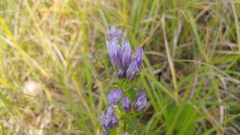 Gentianella quinquefolia