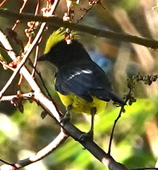 Melanochlora sultanea