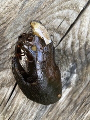 Unionidae