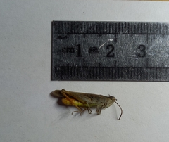 Chorthippus maritimus