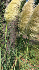 Cortaderia selloana