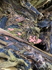Lycogala