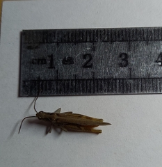 Chorthippus maritimus