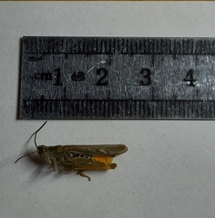 Chorthippus maritimus