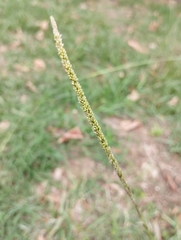 Sporobolus indicus