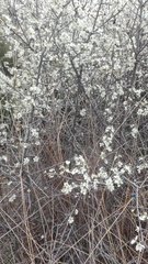 Prunus spinosa
