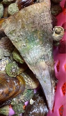Pinnidae