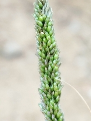Sporobolus indicus