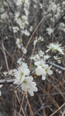 Prunus spinosa