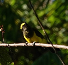 Melanochlora sultanea