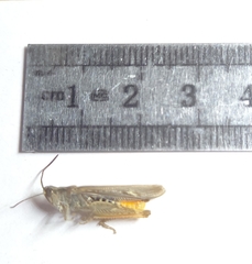 Chorthippus maritimus